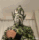 Guest_Chrisinthehouse