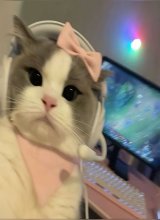 Guest_Miou9