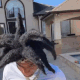 Guest_SheLuvsFelons