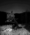 cvrsedolly