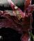 Guest_mostwantedlostcart
