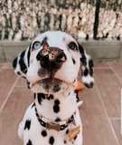 pupteeth