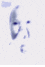 immagine avatar