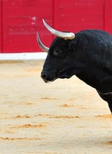 BlackBullXXX