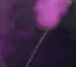 Apoca1ypse