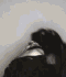 Guest_Ghostlyslayer