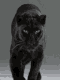 Guest_E1ian2