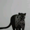 Guest_E1ian2