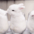 5ftbun