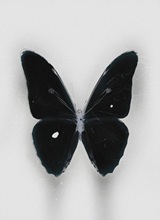 Xaydir