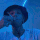 Guest_Isaac152435