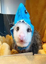 MxFerret