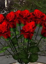 Guest_lmertl1