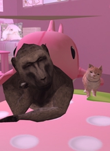 deddu1