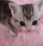 doxabelle