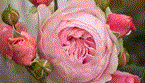 Guest_Wildflower19