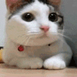 Guest_magentadeepcerisbf51