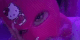 Guest_Antayu