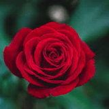 Guest_00RedRose00