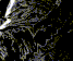 Guest_55l5