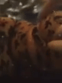 YellaPhattyCakez