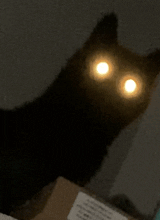 Guest_catwoman49