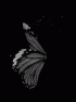 Guest_Zoya45