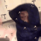 Guest_Pelcosed
