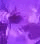kxpiandoo