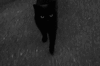 Guest_mrxj