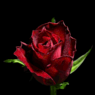 صورة الـavatar