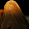 Guest_rel3el