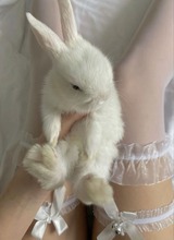 dollsi