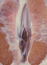 Buuski
