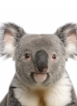 iocus