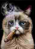 SilkyKITTY
